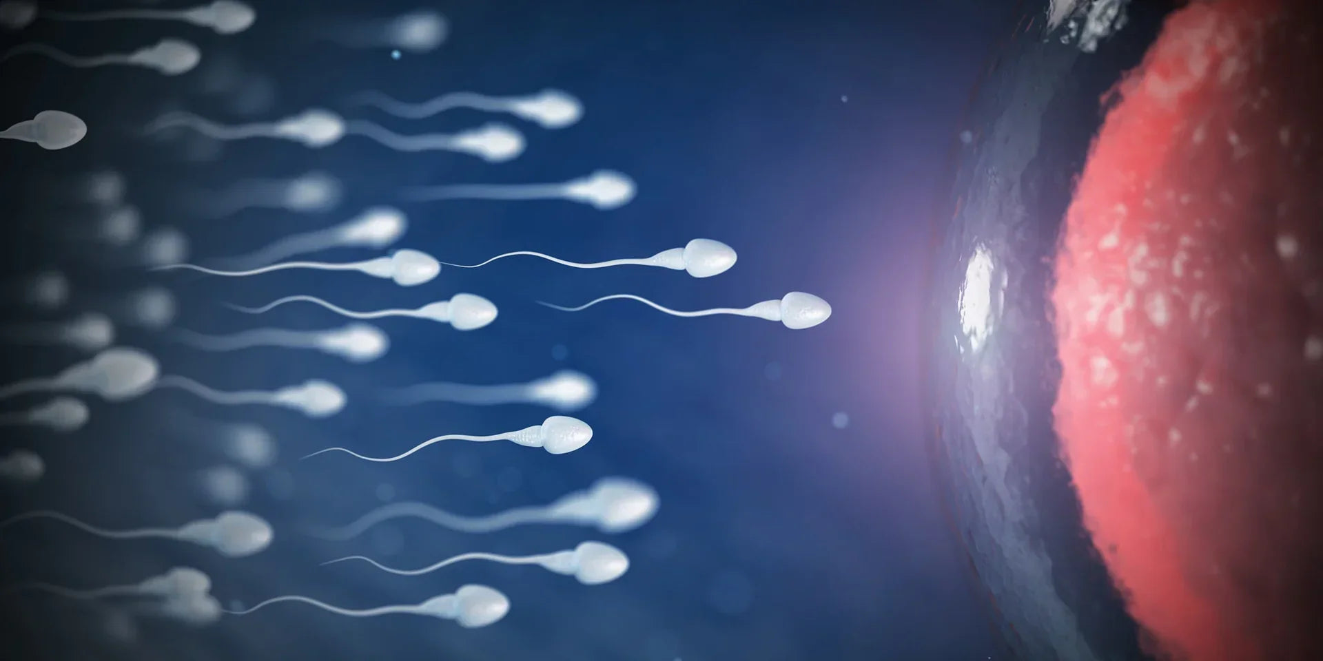 How to Increase Sperm Count, Sperm Motility How to Increase Sperm Count, Sperm Motility